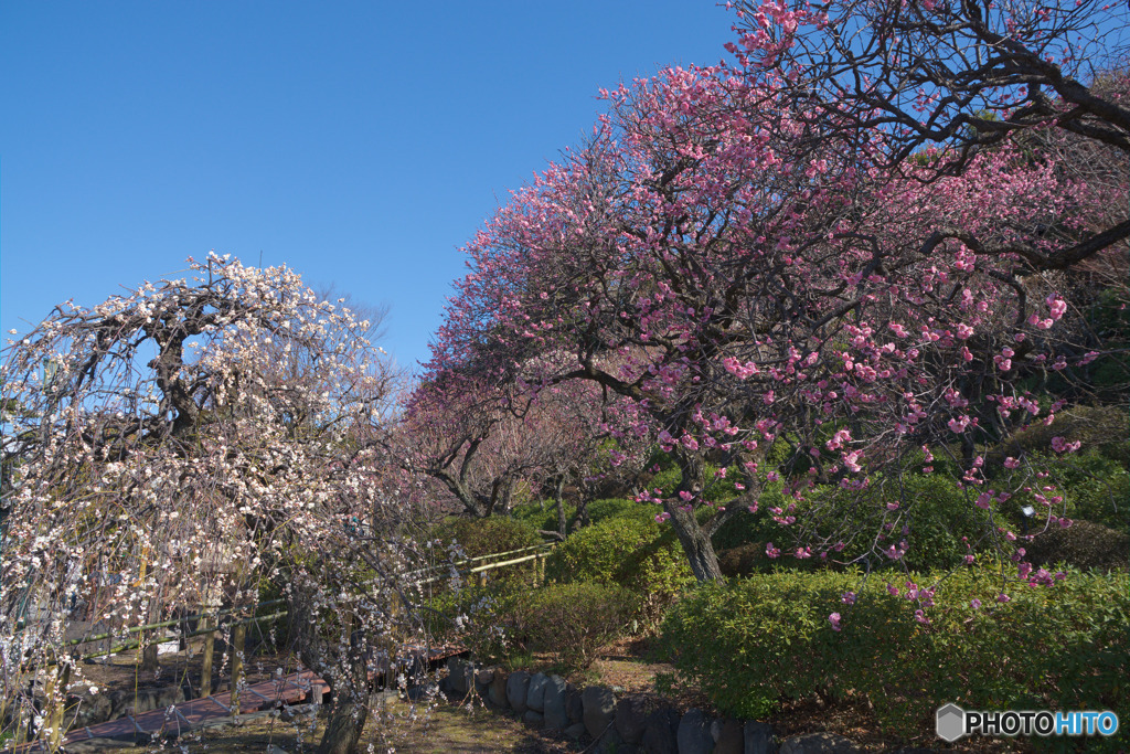 池上梅園