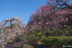 池上梅園