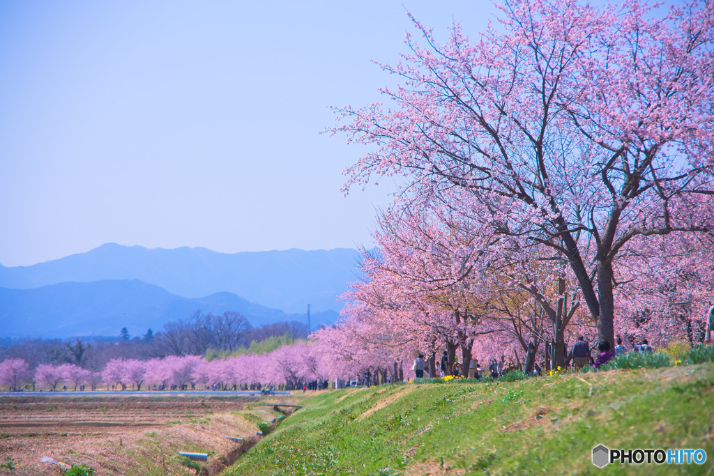 北浅羽桜堤公園