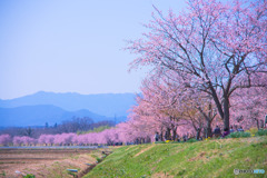 北浅羽桜堤公園
