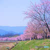 北浅羽桜堤公園