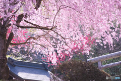 白髭神社（中藤中郷）