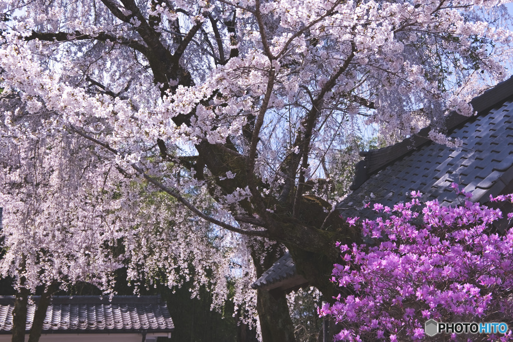 大渕寺の桜とミツバツツジ