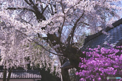 大渕寺の桜とミツバツツジ