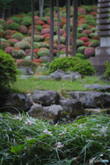 桜からツツジの季節へ