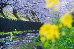 東川_桜吹雪