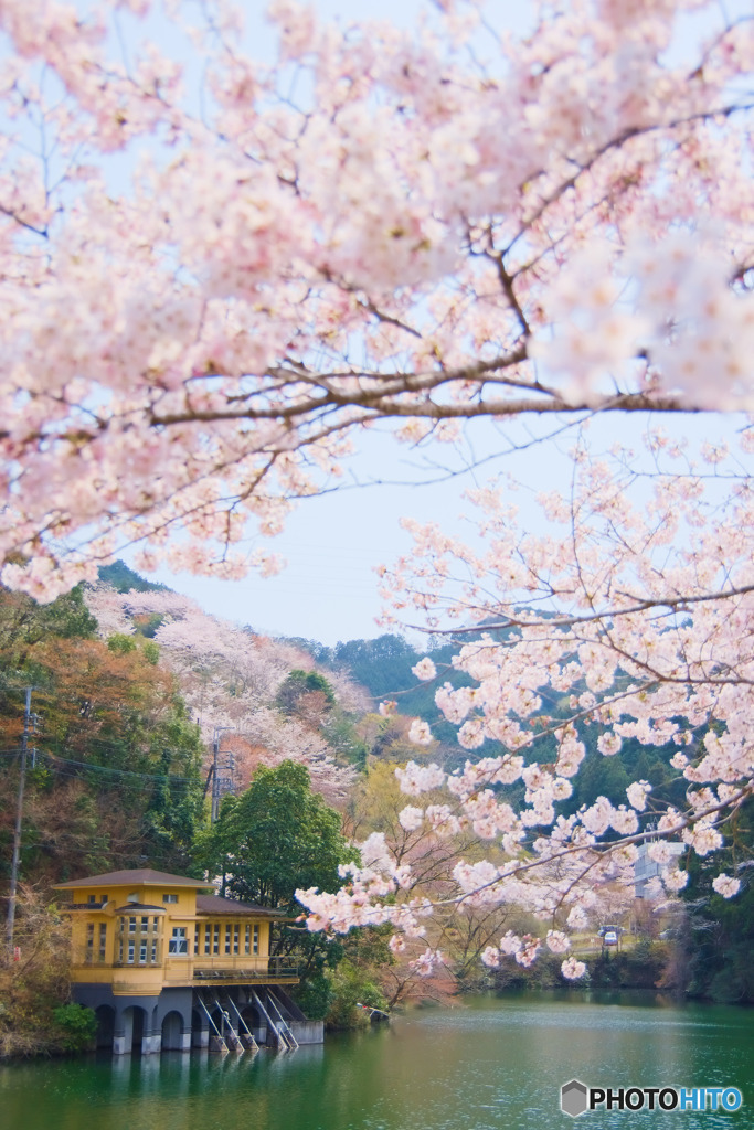 春の鎌北湖