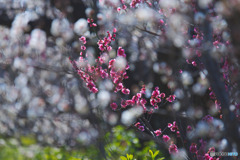 羽根木公園