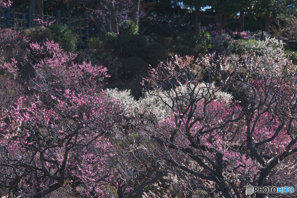 池上梅園