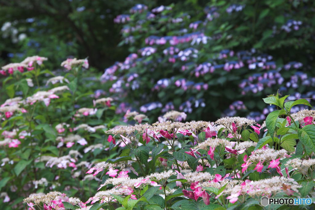 薬師池公園