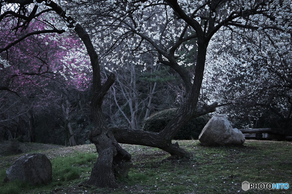 滝の城址公園梅林