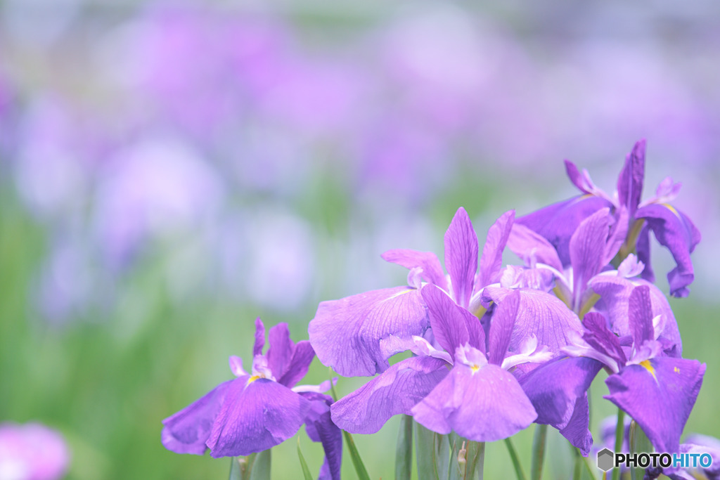 ときがわ花菖蒲園