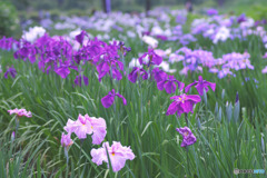 上尾丸山公園