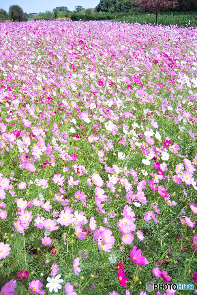 一面の花畑