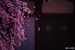 枝先