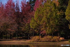 入間公園