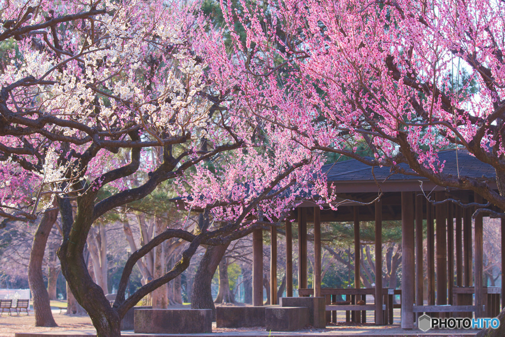 砧公園
