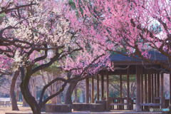 砧公園
