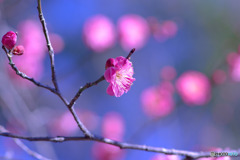 紅梅