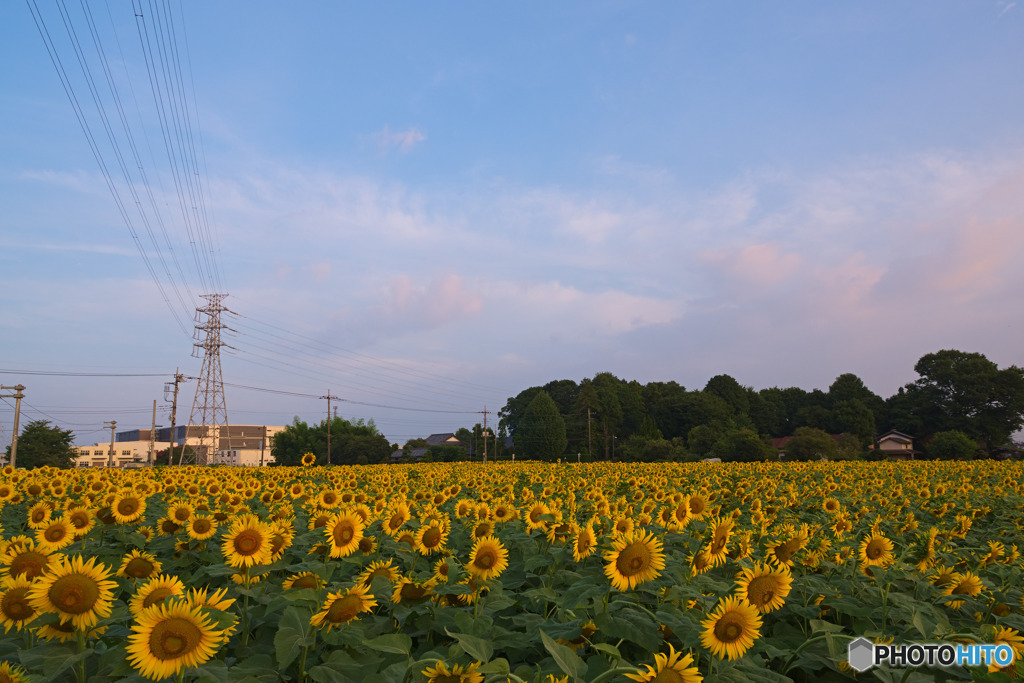 みよし花街道