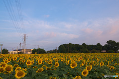 みよし花街道