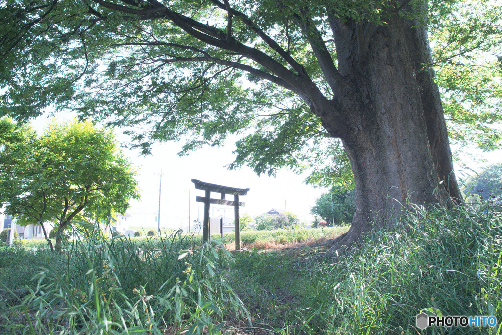 下小坂の大ケヤキ