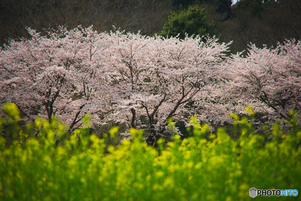 巾着田の桜