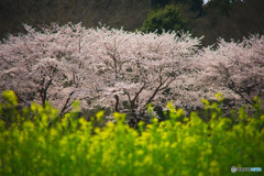 巾着田の桜