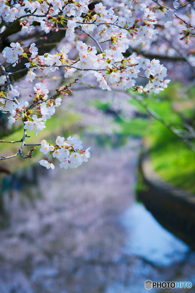 新河岸川