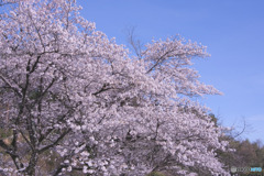 山吹の里歴史公園の桜