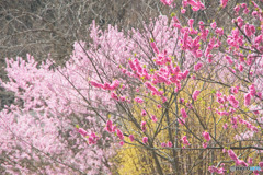 比良の丘の花桃
