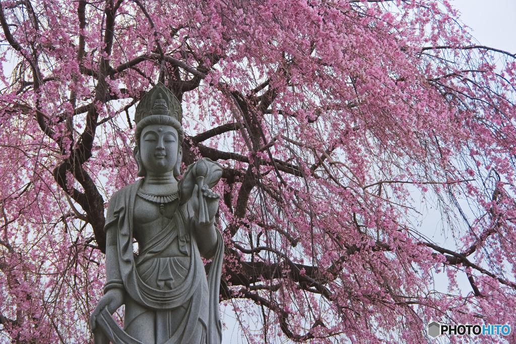 勝光寺の観音像