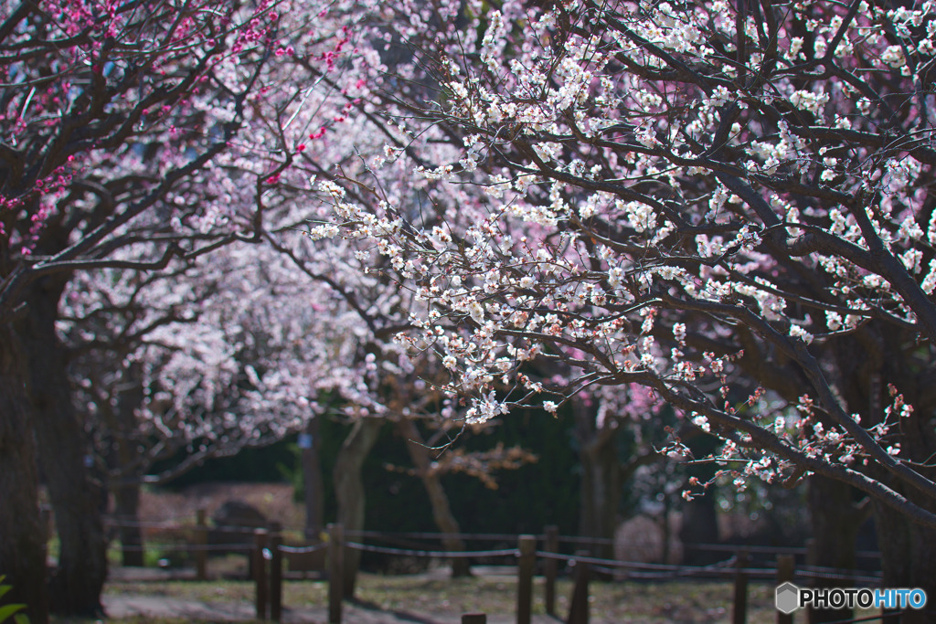 相模原北公園