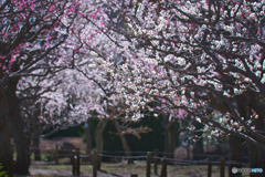 相模原北公園