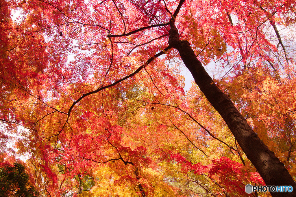 狭山公園の紅葉