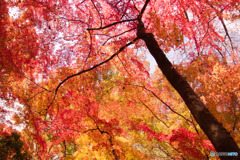 狭山公園の紅葉