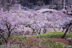 薬師池公園梅園