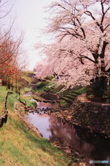 狭山池公園から