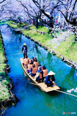 川越氷川橋より舟遊び