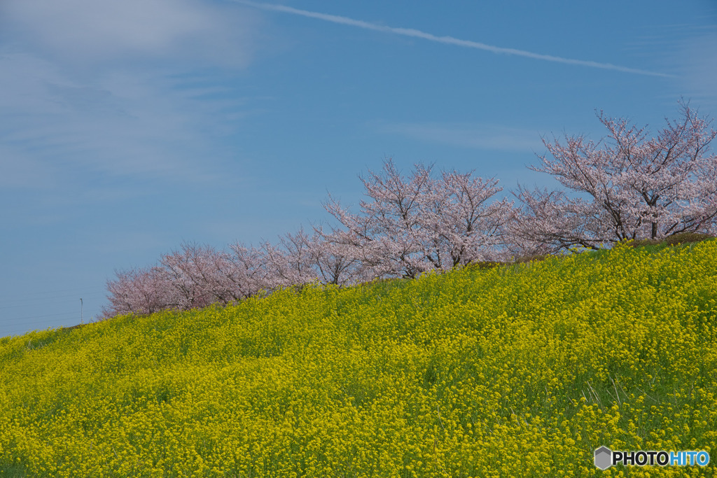 なぐわし公園 PiKOA