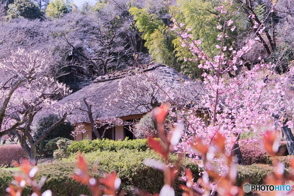 薬師池公園