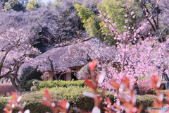 薬師池公園