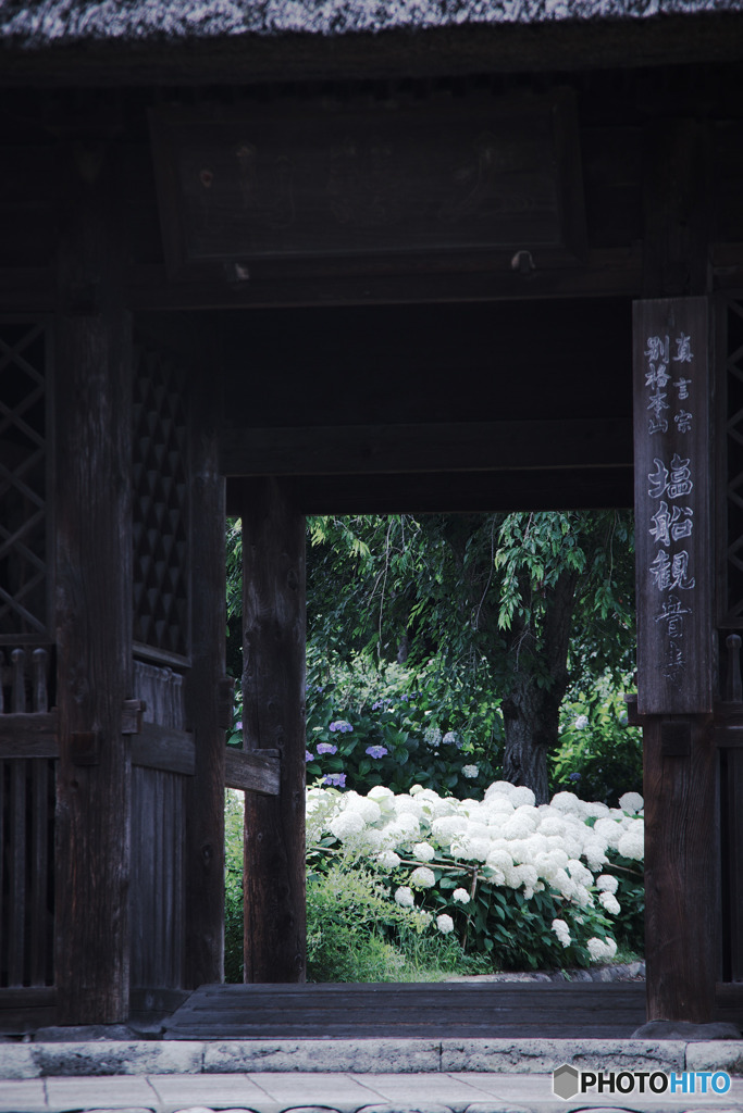 塩船観音寺、紫陽花