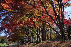 武蔵野公園