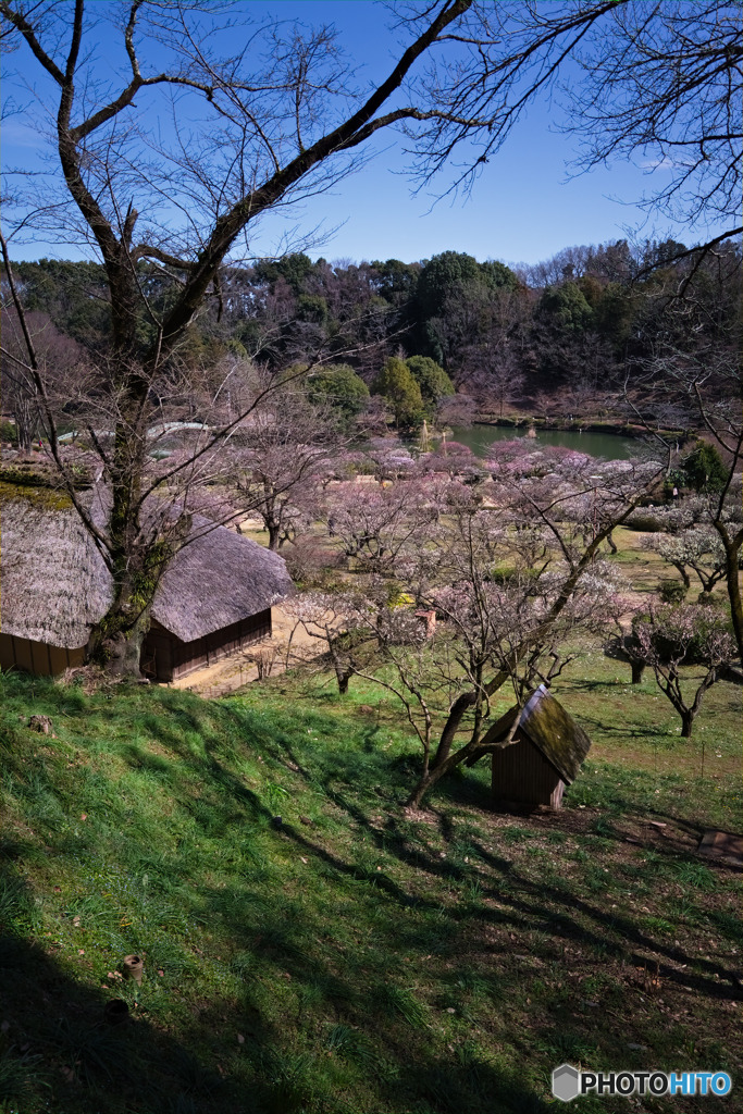 薬師池公園梅園