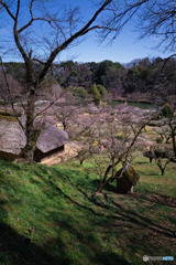 薬師池公園梅園
