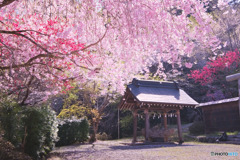 白髭神社（中藤中郷）