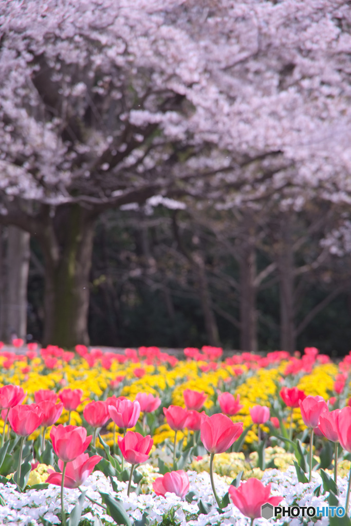 大宮花の丘農林公苑