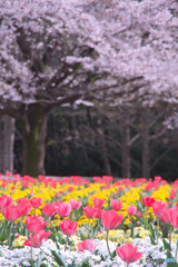 大宮花の丘農林公苑