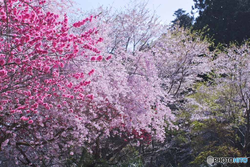 白髭神社（中藤中郷）